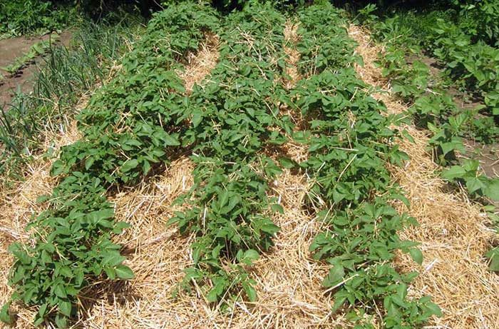 Выращивание картофеля на сене и соломе. Особенности выращивания картофеля под укрытием из сена или соломы