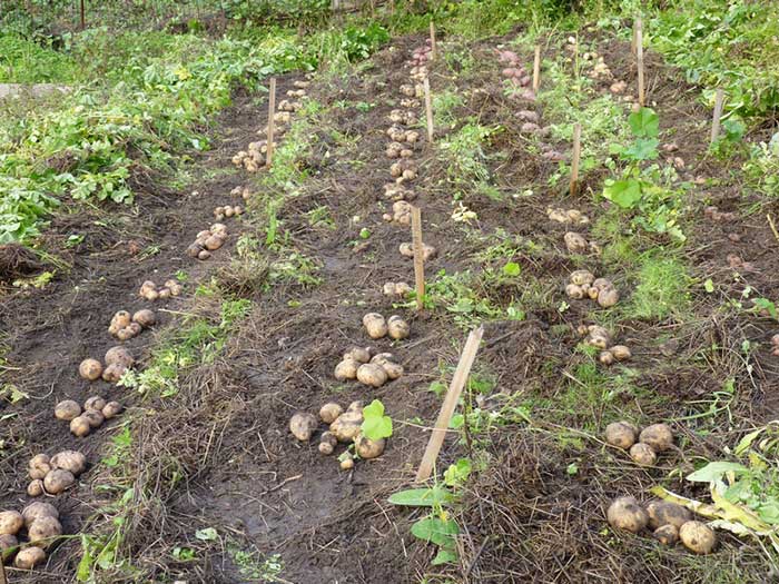 Выращивание картофеля на сене и соломе. Особенности выращивания картофеля под укрытием из сена или соломы