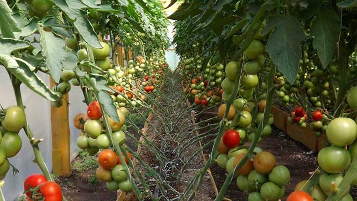 Схема посадки помидоров
