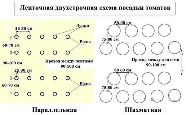 Схема посадки помидоров