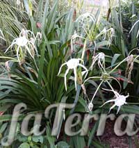 Гименокаллис прибрежный (Hymenocallis littoralis)