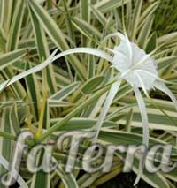 Гименокаллис карибский (Hymenocallis caribaea)