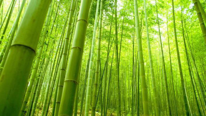 Бамбуковое волокно что это такое