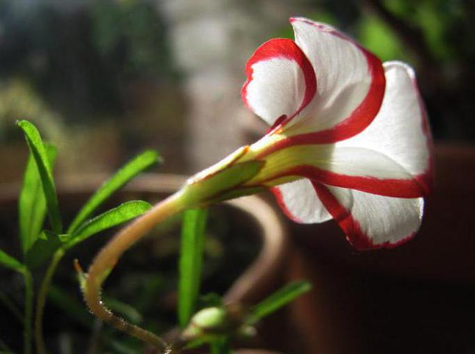 цветок оксалис версиколор