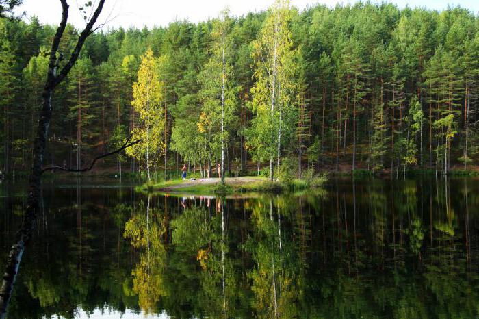 карельские леса деревья