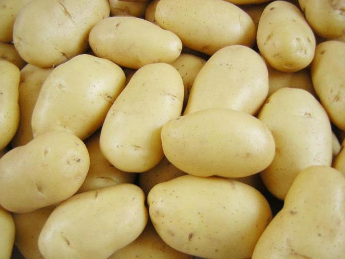 картофель гранада описание сорта