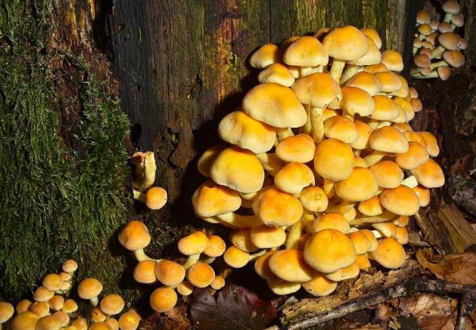 грибы растущие на пнях