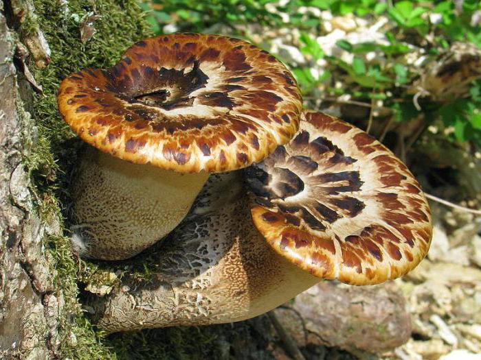 грибы на пнях съедобные