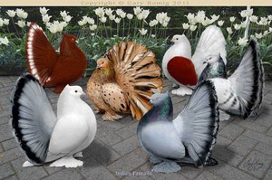 Названия декоративных пород голубей с фотографиями фото