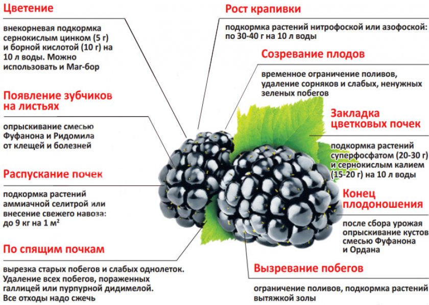 Подкормка ежевики