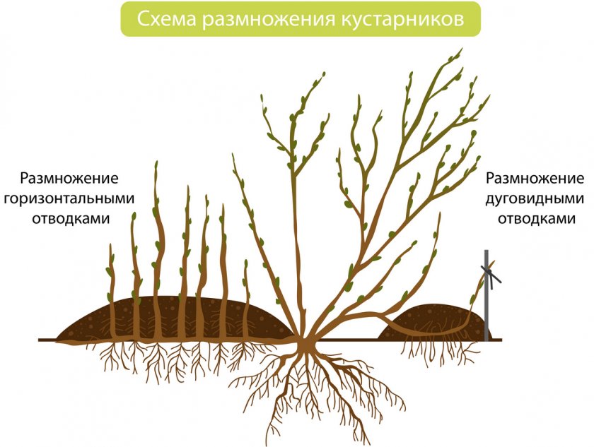 Размножение отводками Размножение отводками