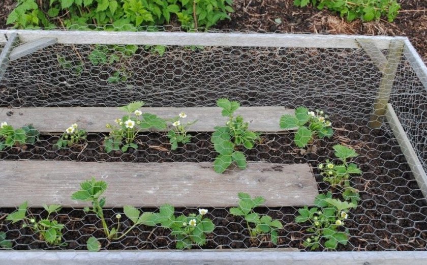 Выращивание клубники и использованием сетке