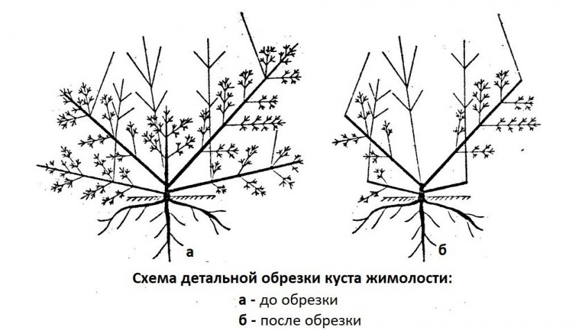 Детальная обрезка