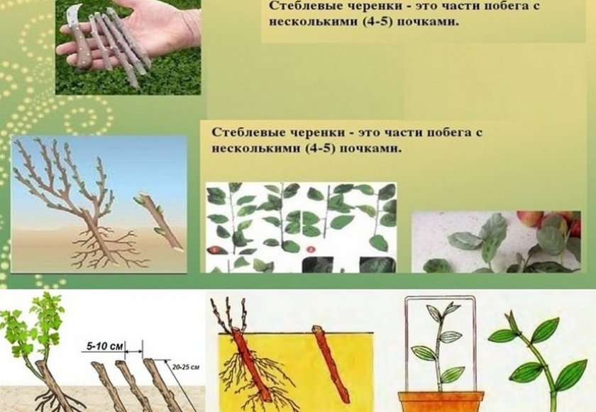 Размножение черенками Размножение черенками