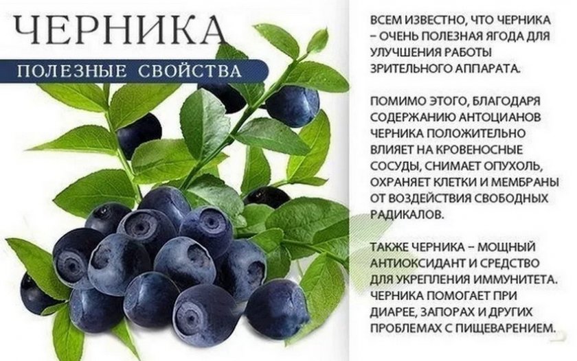 Польза черники