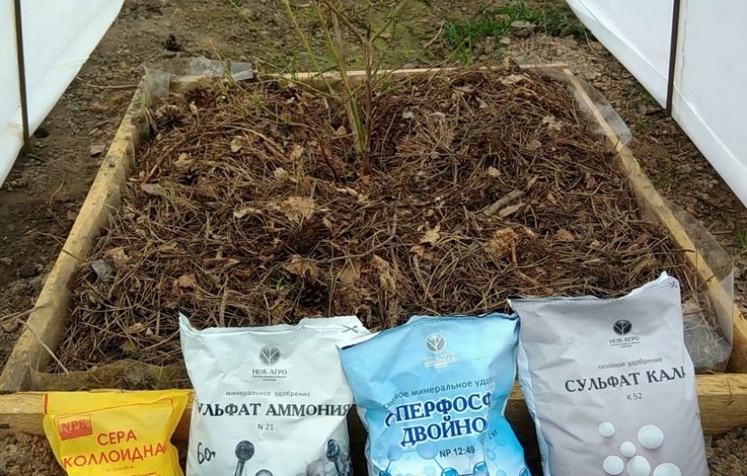 Подкормка голубики
