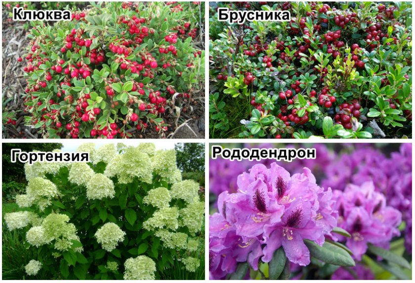 Хорошие соседи для голубики
