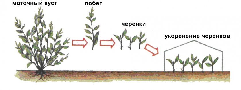 Размножение кизила черенками