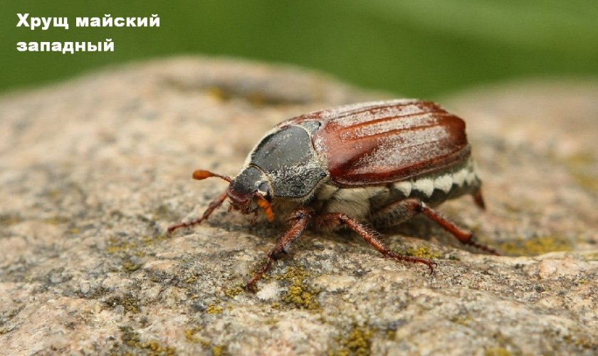 Хрущ майский западный