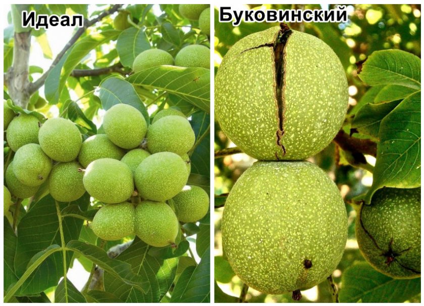Самые урожайные сорта ореха