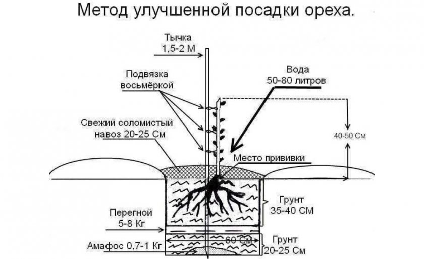 Схема посадки грецкого ореха