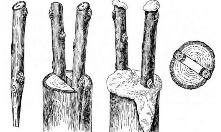 Прививка грецкого ореха в расщеп