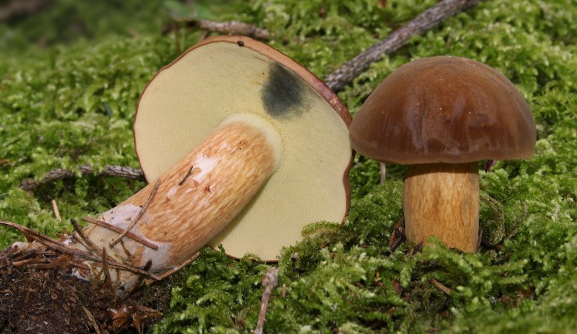 Imleria badia