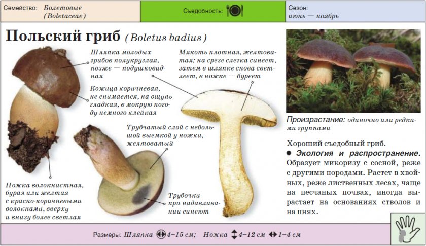 Польский гриб