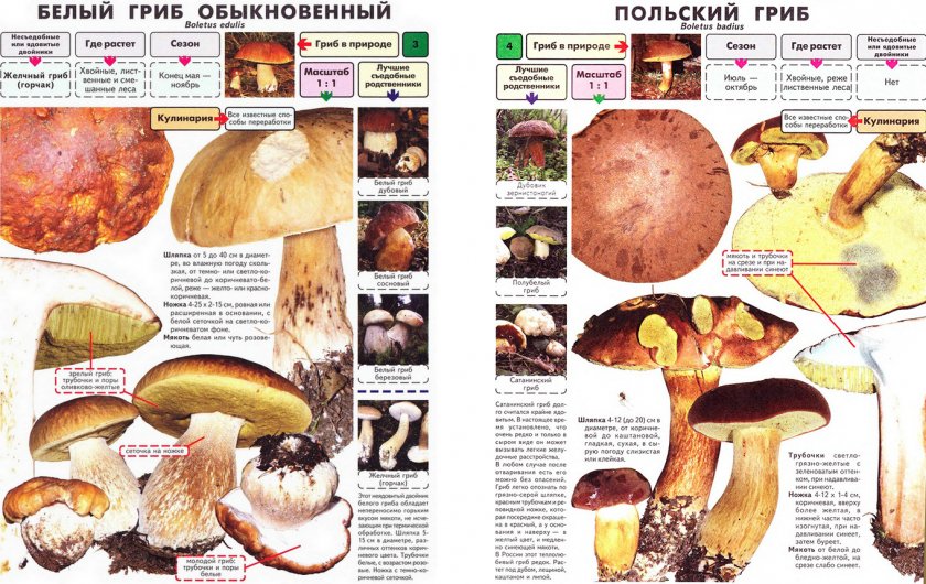 Белый и польский гриб