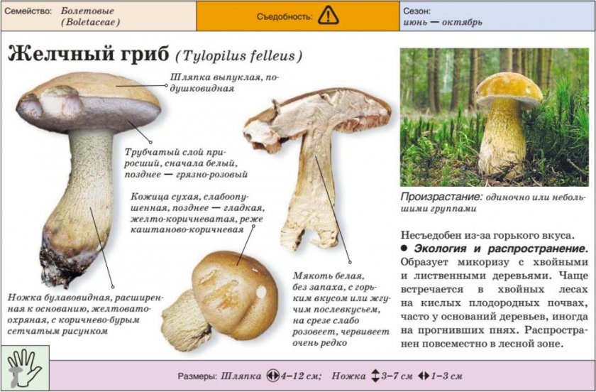 Жёлчный гриб