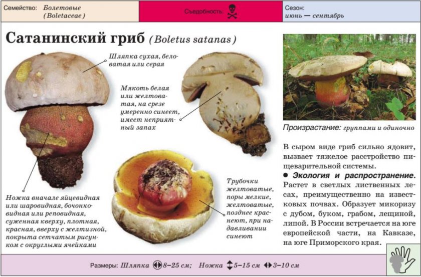 Сатанинский гриб