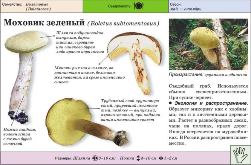 Моховик зелёный