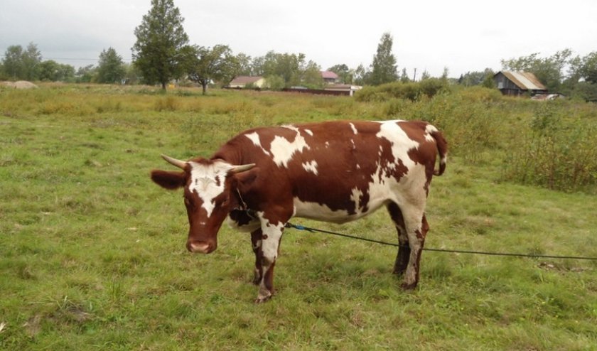Йоркширская корова