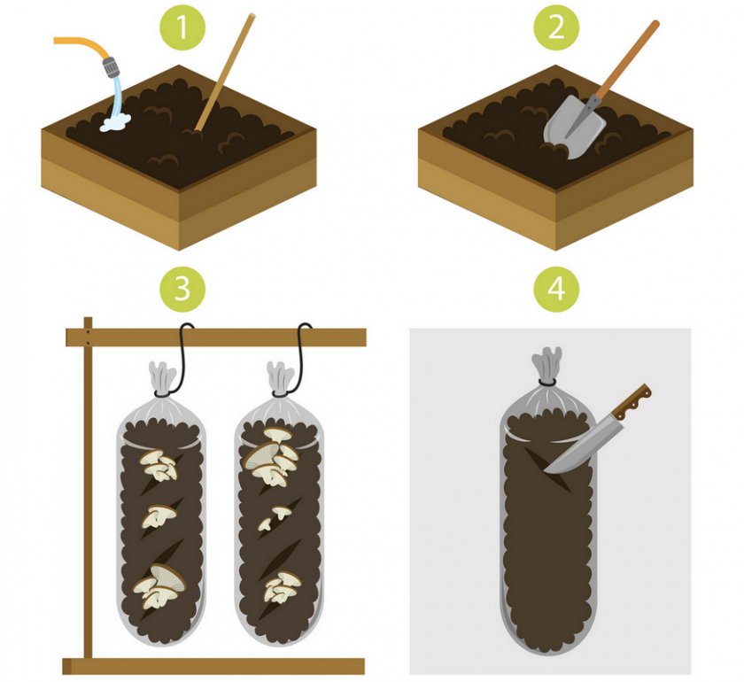 Выращивание грибов на мешках