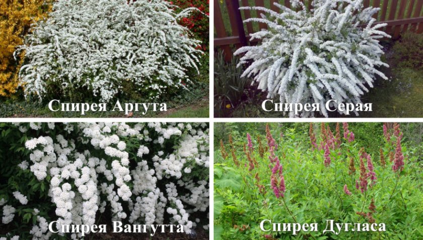 Сорта для солитирования Сорта для солитирования