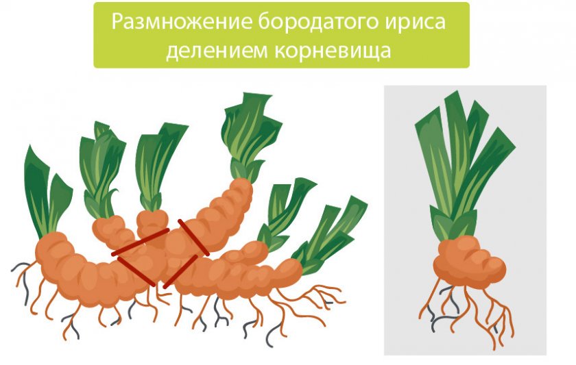 Размножение бородатого ириса делением корневища