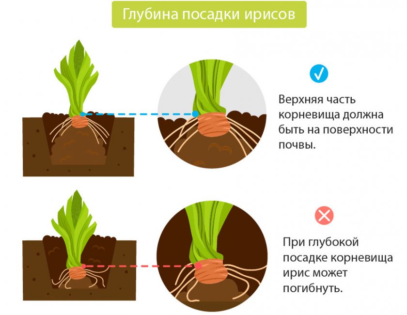 Посадка ирисов