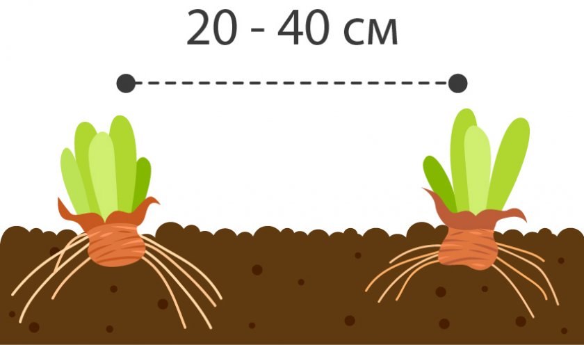 Расстояние при посадке ирисов