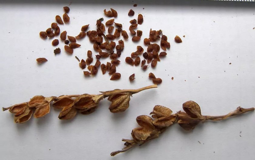 Семена гладиолусов