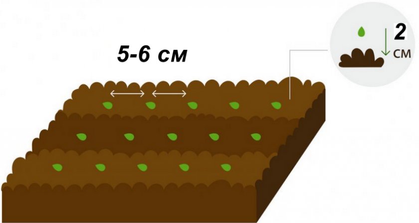 Схема посадки семян