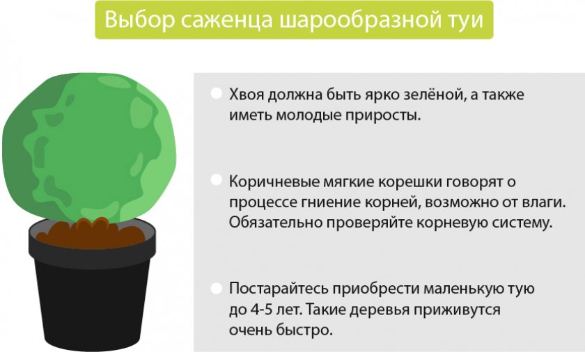 Выбор саженца шарообразной туи