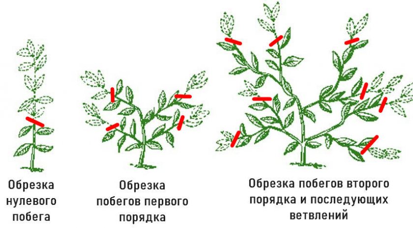 Формировка куста лимонника