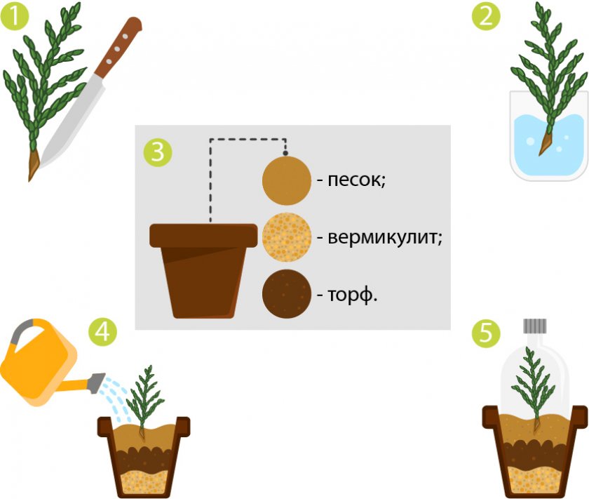 Размножение черенками кипарисовика