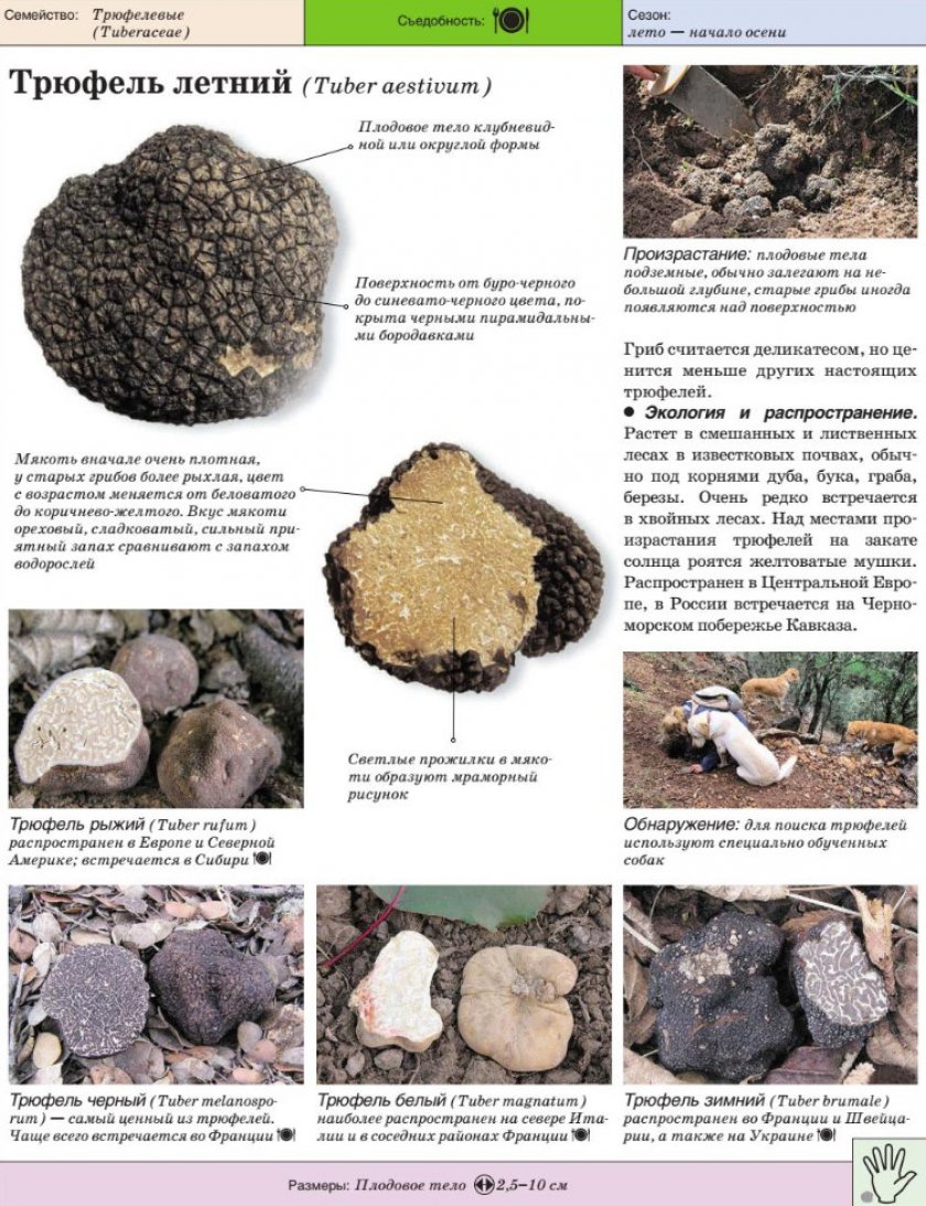 Характеристика летнего трюфеля