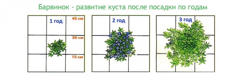 Стадии роста барвинка
