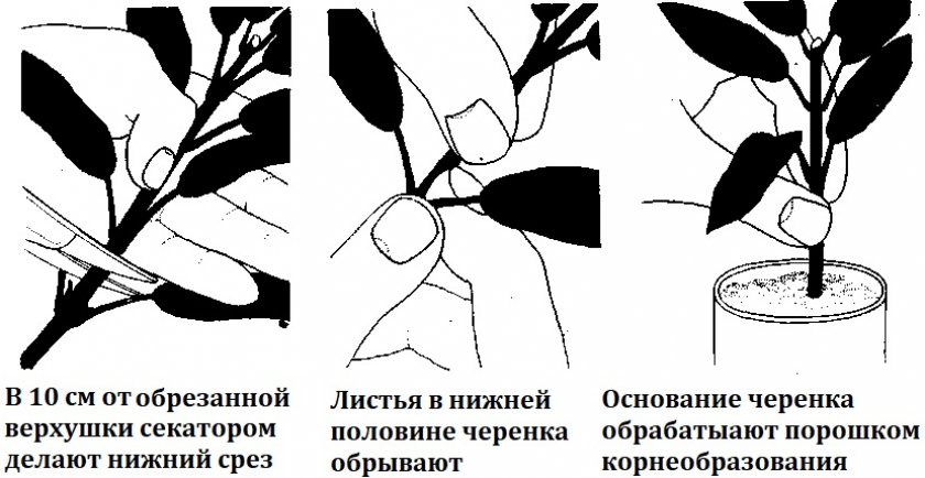 Укоренение черенков барвинка