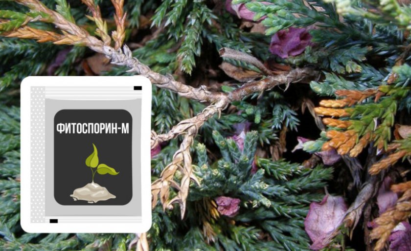 Препарат для борьбы с фузариозным увяданием можжевельника