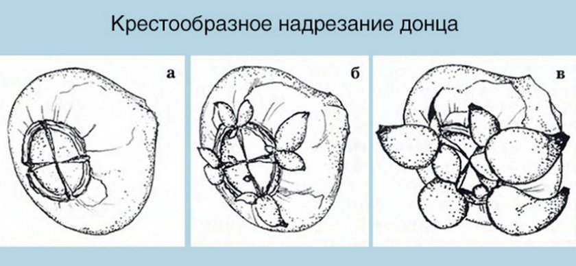 Размножение гиацинта надрезание донца