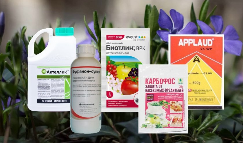 Инсектециды против вредителей