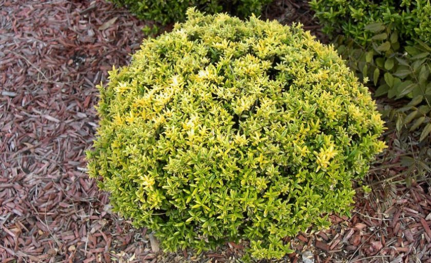 Бересклет японский Microphyllus